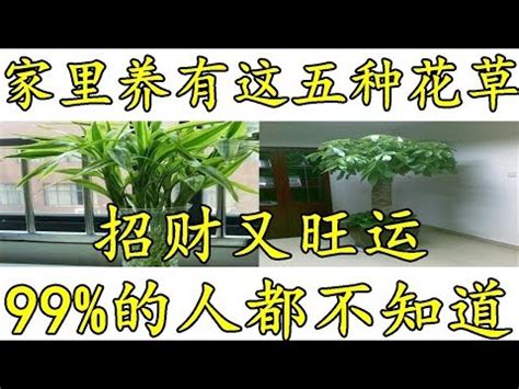 門口放竹子|招好運門口植物